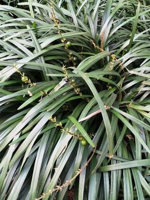 四合院之重生我为何大清免费阅读